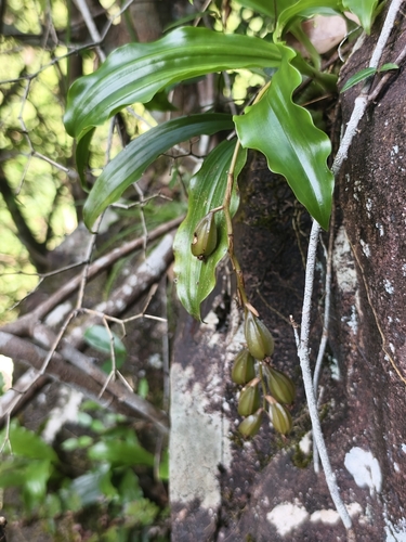 Chinese Pholidota
