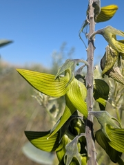 Crotalaria cunninghamii