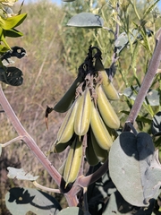 Crotalaria cunninghamii, photograph (c) Hugo Innes, some rights reserved (CC BY)