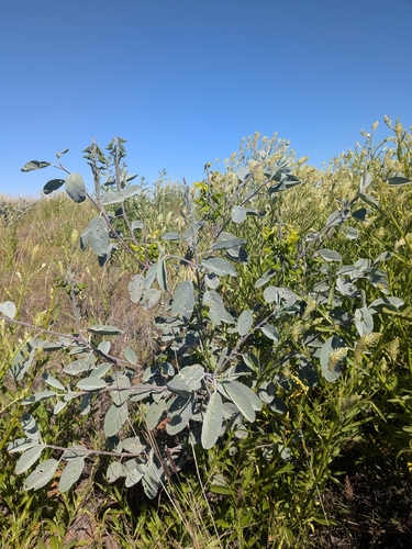Crotalaria cunninghamii, photograph 3