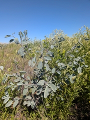 Crotalaria cunninghamii, photograph (c) Hugo Innes, some rights reserved (CC BY)