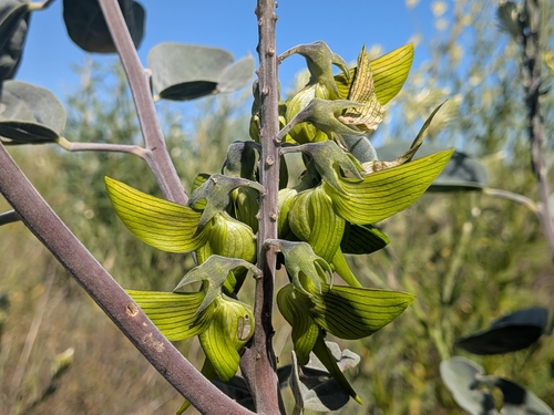 Crotalaria cunninghamii, photograph 4
