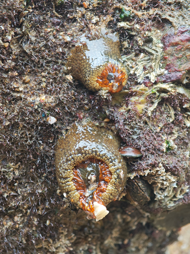 Spheractis cheungae