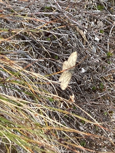 Common Heath