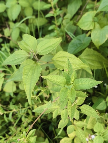 Siam weed