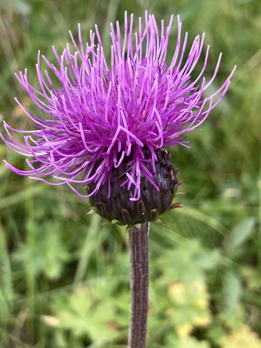 Melancholy Thistle