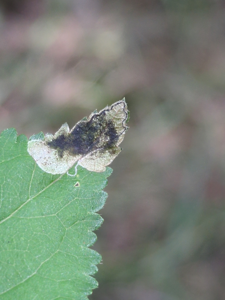 Blackthorn Pigmy