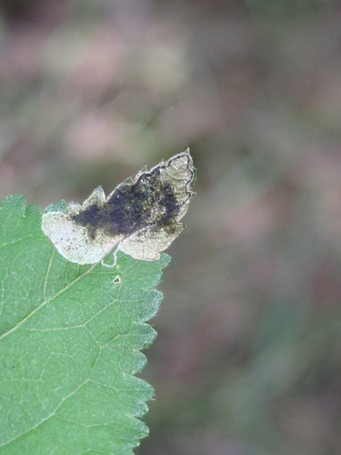Blackthorn Pigmy