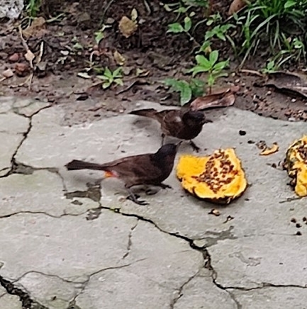 Red-vented Bulbul