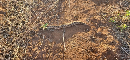 Puff Adder