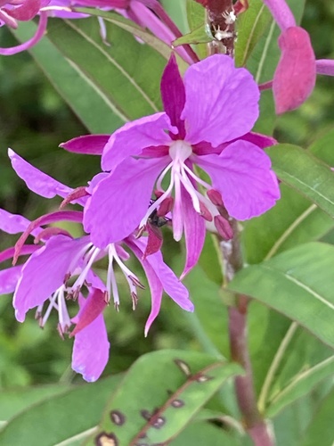 fireweed