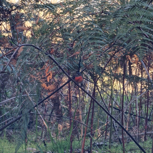 Scarlet Robin