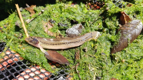 Italian golden loach (Sabanejewia larvata) — Cobitidae — 2
