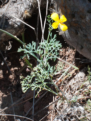 Eschscholzia ramosa