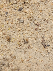 Cataglyphis adenensis