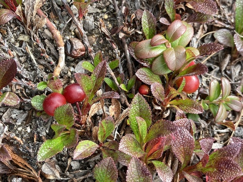 alpine bearberry