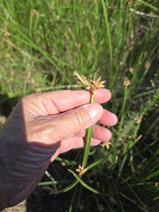 Schoenoplectus americanus, photograph author not stated, no rights reserved