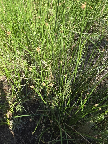 Schoenoplectus americanus, photograph 5