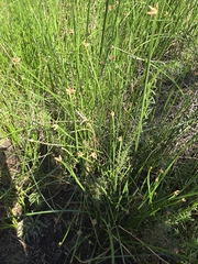 Schoenoplectus americanus, photograph author not stated, no rights reserved