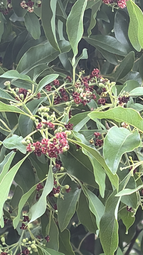 Indian Sandalwood