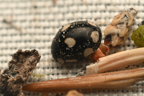 Eight-spotted Lady Beetle