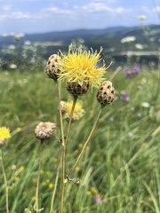 Centaurea orientalis, photograph (c) Наталья Пикалова, some rights reserved (CC BY)