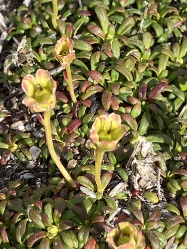 Diapensia