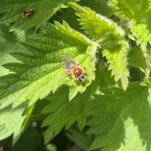 Foto von Rotschopfige Sandbiene