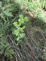 Euphorbia spathulata