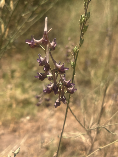 Violet Larkspur