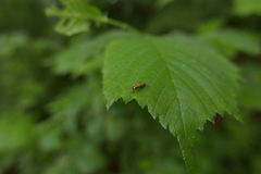 Cantharis decipiens