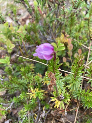 Blue Mountain-heath