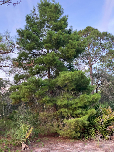 Pinus clausa, photograph 2