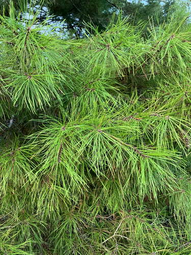 Pinus clausa, photograph 3