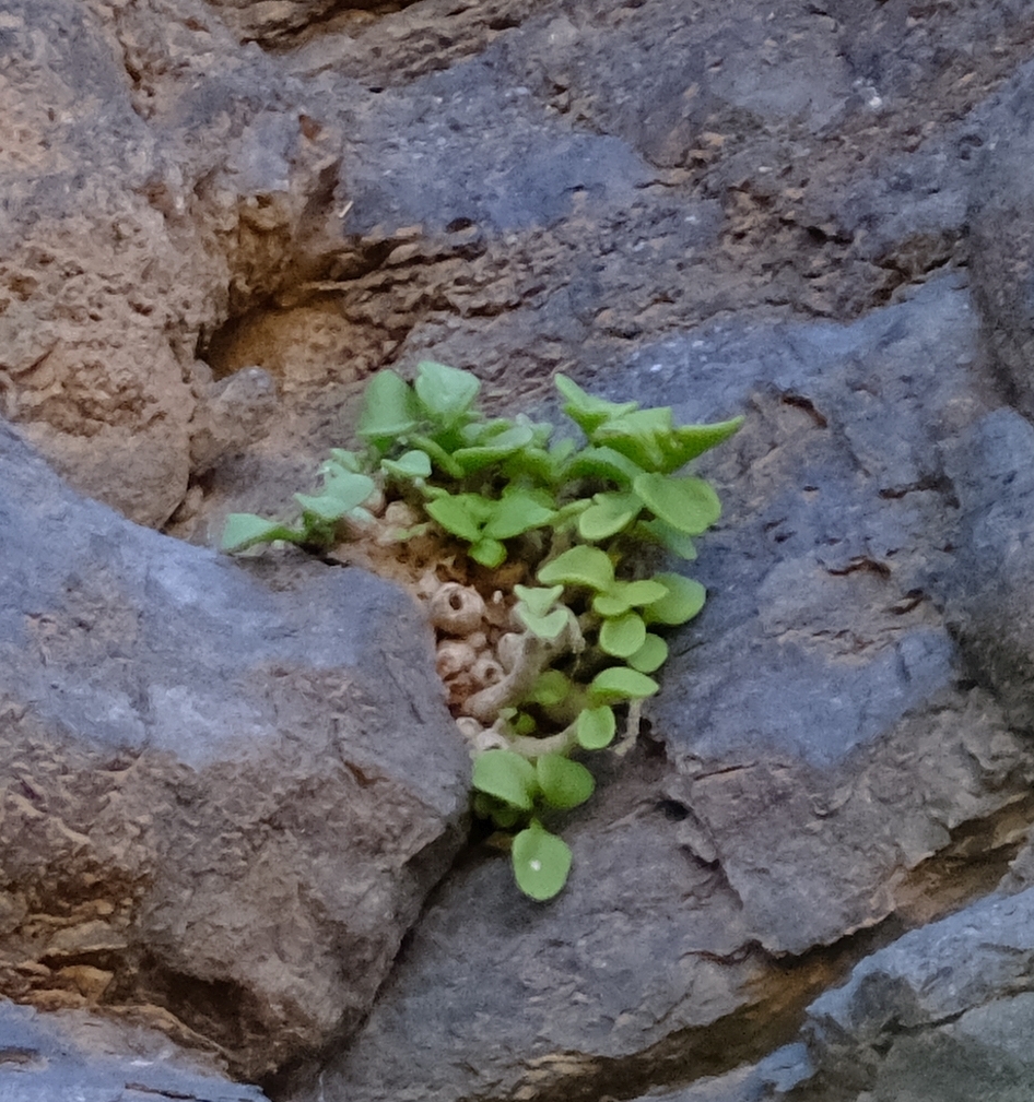 Tylecodon bruynsii