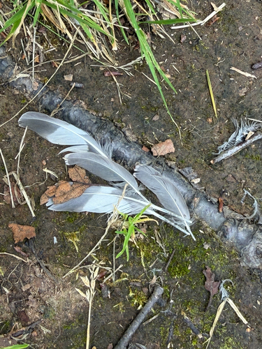 Plume de Chevalier guignette