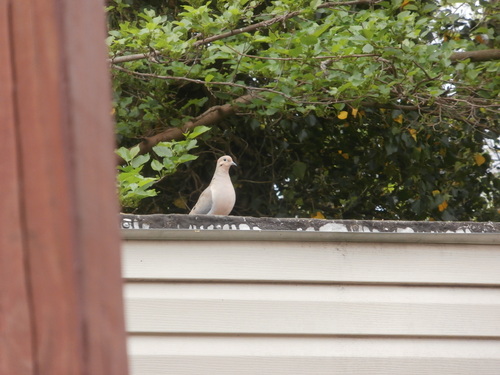 Mourning Dove photographed in Oklahoma