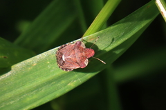 Dyroderes umbraculatus