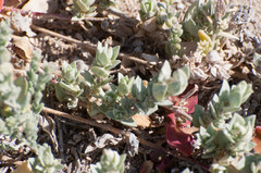 Atriplex pacifica