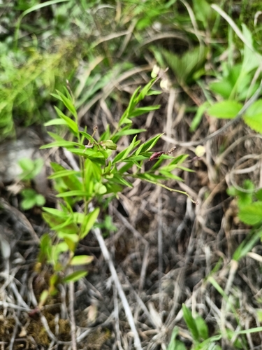 Polygala sibirica observed 2026-07-30