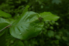 Stigmella hemargyrella