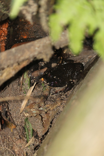 Limnonectes kuhlii observed 2026-07-22
