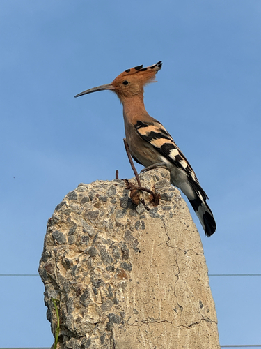 Common Hoopoe