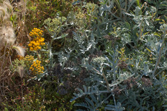 Constancea nevinii