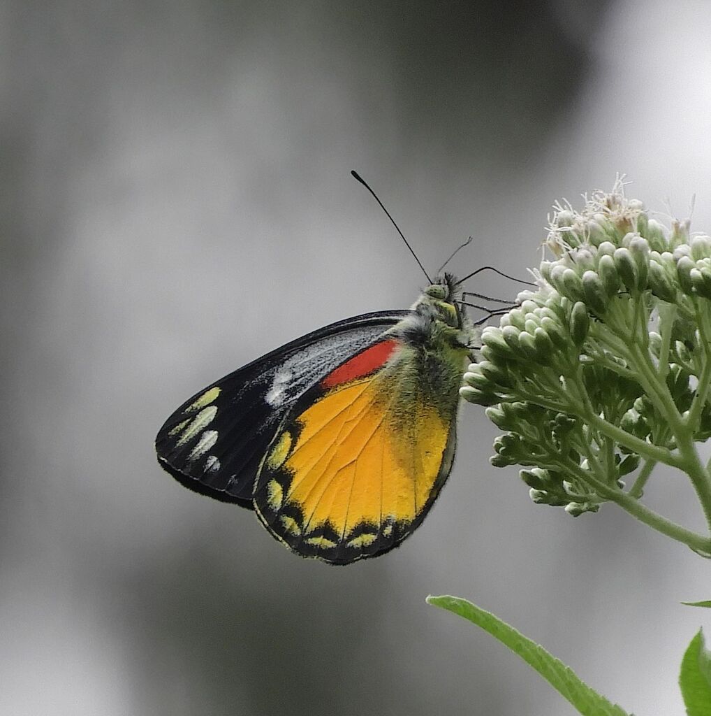 Delias oraia (Delias oraia)