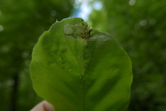 Stigmella hemargyrella