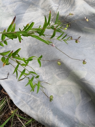 Polygala sibirica observed 2026-07-30