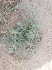 Haplophyllum tuberculatum