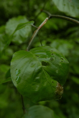 Stigmella hemargyrella