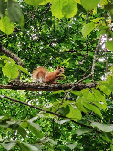 Eurasian Red Squirrel